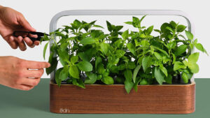 Best Automated Indoor Gardens to Buy